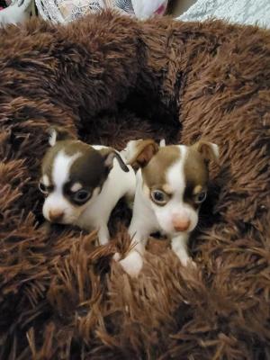 Chihuahua puppies - Vienna Dogs, Puppies