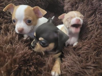 Chihuahua puppies - Vienna Dogs, Puppies