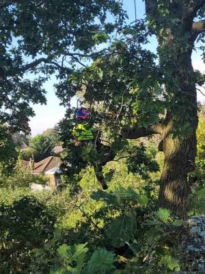 Best Tree Surgeons in Bushey  - Other Other