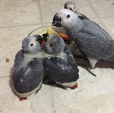 Afrikanische Graupapageien zu verkaufen - Dortmund Birds