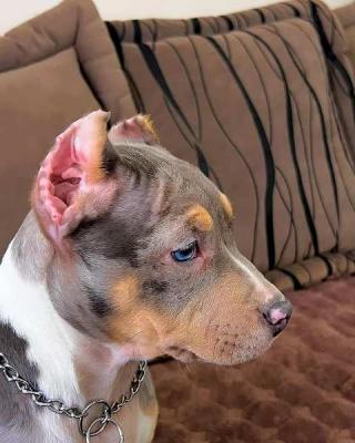 Pitbull Bluenose Blue Merle - Vienna Dogs, Puppies