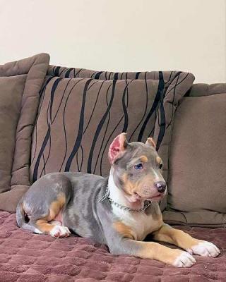 Pitbull Bluenose Blue Merle - Vienna Dogs, Puppies