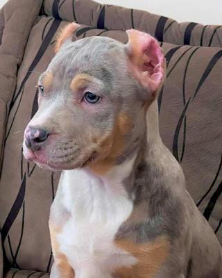 Pitbull Bluenose Blue Merle - Vienna Dogs, Puppies