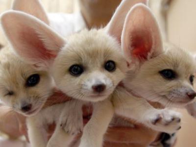 Fennec Foxes for sale