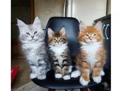 Lovely Maine Coon Kittens for sale 