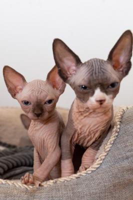 Sphynx Kittens  for sale