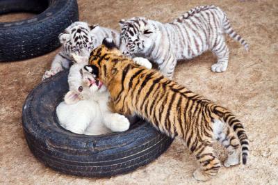 Male and Female Tigers, Cheetah Cubs For Sale - Kuwait Region Cats, Kittens