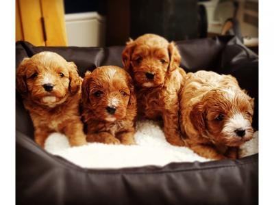 Lovely Cavapoo Puppies for Sale 