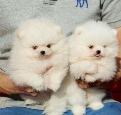 Charming Teacup Pomeranian Puppies for Sale