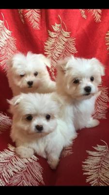 Cute Maltese Puppies for sale - Kuwait Region Dogs, Puppies
