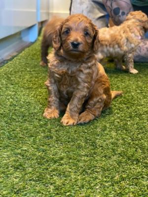 Toy Poodle Puppies  for sale  - Kuwait Region Dogs, Puppies