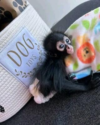 Spider Monkeys for sale - Dubai Other