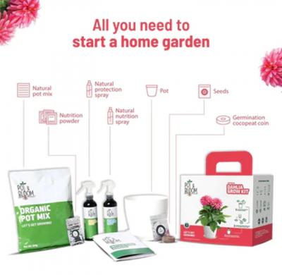 Flower Kits | Pot and Bloom | Easy to Grow Indoor Plants - Delhi Home & Garden