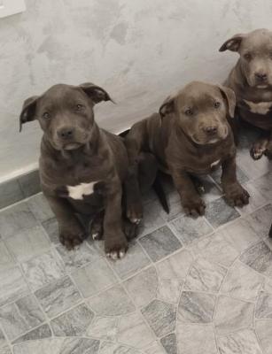 American Bully XL - Vienna Dogs, Puppies