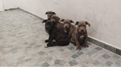 American Bully XL - Vienna Dogs, Puppies