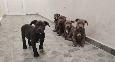 American Bully XL - Vienna Dogs, Puppies