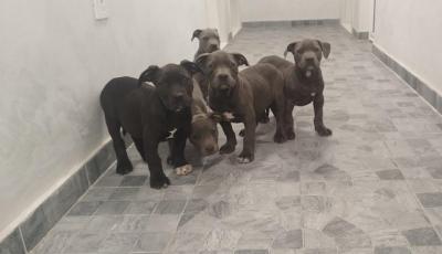 American Bully XL - Vienna Dogs, Puppies