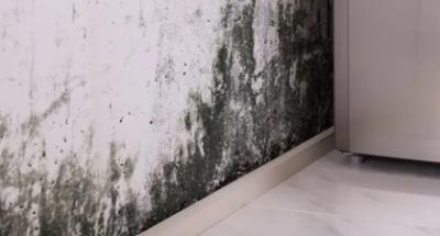 Professional Mold Removal in Toronto - Toronto Other