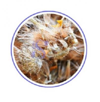 Arnica Whole Flower | Serenityuniverse.com