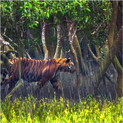 Book Sundarban Package Tour with Hotel Sonar Bangla - Best Price, Call Now!