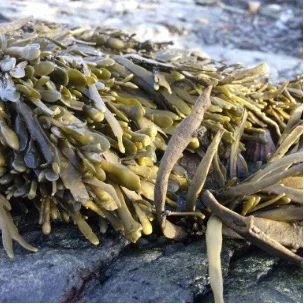 Harnessing the Power of the Ocean: Seaweed Powder for Dogs - Bangalore Other