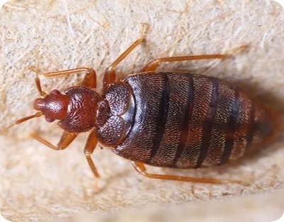 Are Bed Bugs Causing You Sleepless Nights in Melbourne? - Melbourne Professional Services