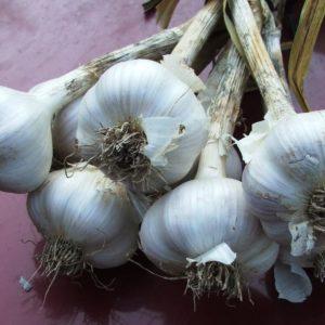 Hardneck Garlic Alberta