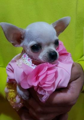 Princess mini chihuahuas - Vienna Dogs, Puppies