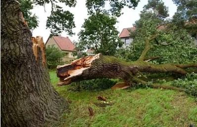 Safe and Reliable Tree Removal Service in Roanoke - Other Professional Services