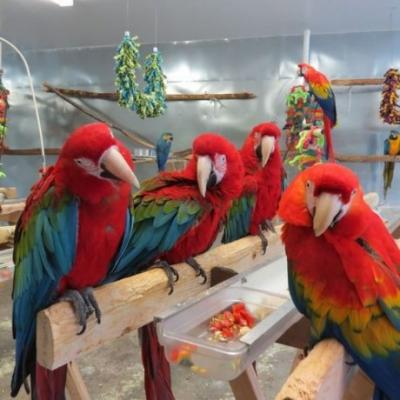 Talking Scarlet Macaw parrots for sale 