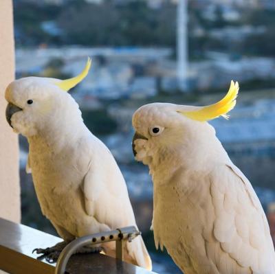 Talking Cockatoo parrots for sale