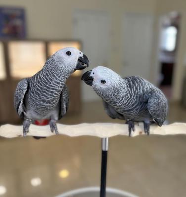 African gray parrots  for sale