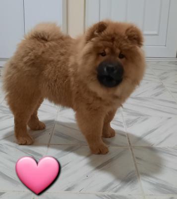 Chow Chow, male and female, puppies - Vienna Dogs, Puppies