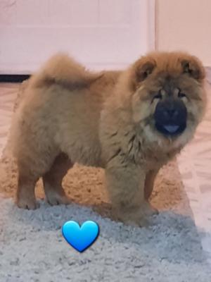 Chow Chow, male and female, puppies - Vienna Dogs, Puppies