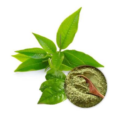 Wholesale Green Tea Extract Powder - Other Other