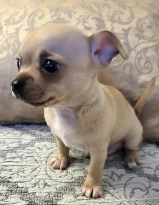 Chihuahua, cuddly puppies - Vienna Dogs, Puppies