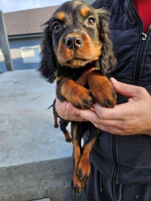 Gordon-Setter-Welpen - Vienna Dogs, Puppies