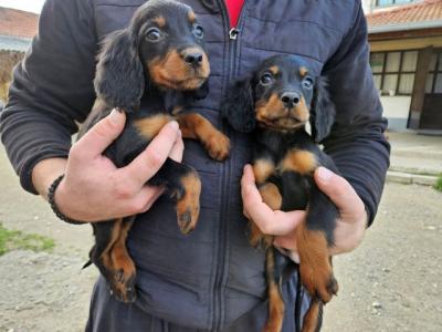 Gordon-Setter-Welpen - Vienna Dogs, Puppies