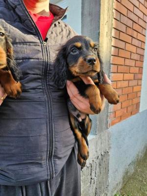 Gordon-Setter-Welpen - Vienna Dogs, Puppies