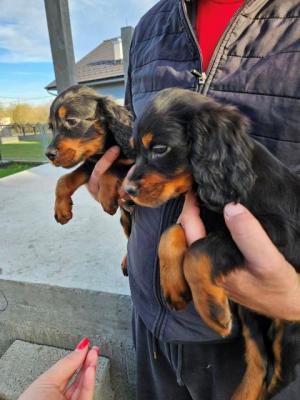 Gordon-Setter-Welpen - Vienna Dogs, Puppies