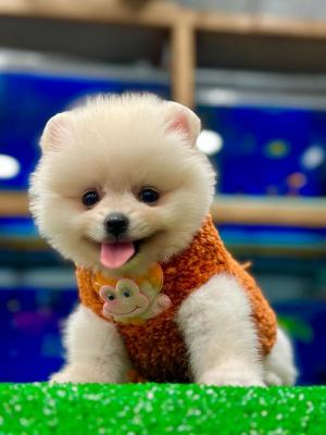 Pomeranian boo puppies for sell - Brussels Dogs, Puppies