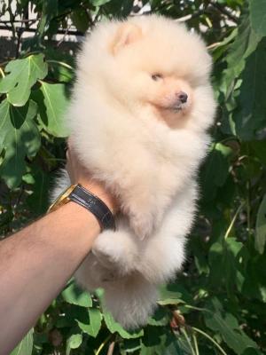 Pomeranian boo puppies for sell - Brussels Dogs, Puppies