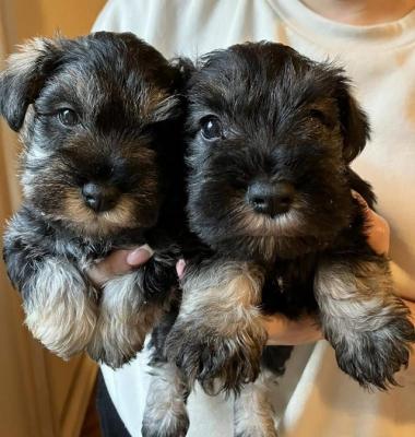 Miniature schnauzers - pepper salt - Vienna Dogs, Puppies