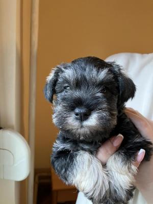 Miniature schnauzers - pepper salt - Vienna Dogs, Puppies