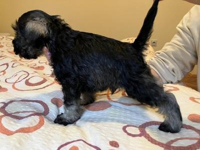 Miniature schnauzers - pepper salt - Vienna Dogs, Puppies