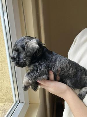 Miniature schnauzers - pepper salt - Vienna Dogs, Puppies