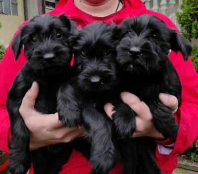 Mittelgroße Schnauzerwelpen - Vienna Dogs, Puppies