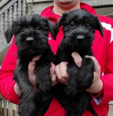 Mittelgroße Schnauzerwelpen - Vienna Dogs, Puppies