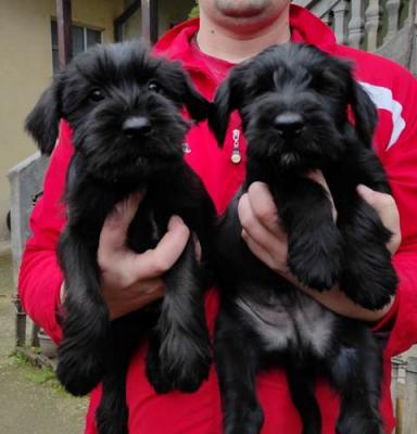 Mittelgroße Schnauzerwelpen - Vienna Dogs, Puppies