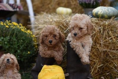 Miniature poodle - Vienna Dogs, Puppies